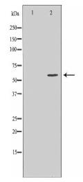 CDC25A Antibody