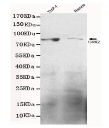 GRK2 Mouse mAb