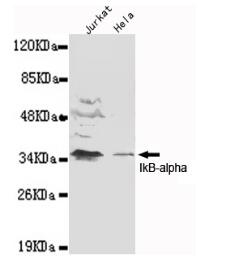 IkB-α(N-term) Mouse mAb