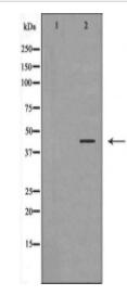 BSG Antibody