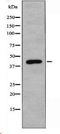 5-HT-6 Antibody