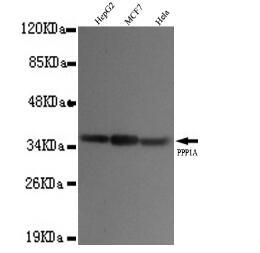 PP5 Mouse mAb