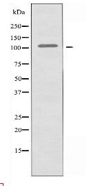 ARHGEF1 Antibody