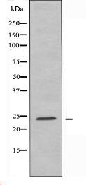 ARF4 Antibody