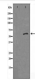 ARFGAP1 Antibody