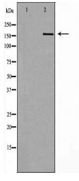 COL18A1 Antibody