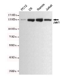 Jak1 Mouse mAb