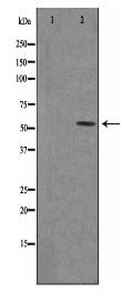 5-HT-2C Antibody
