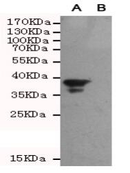 Bag1 Mouse mAb