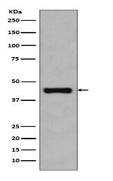 Flag tag Antibody (HRP conjugated)