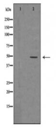 EGLN1 Antibody