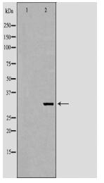 CCND3 Antibody