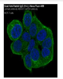 Goat Anti-Rabbit IgG (H+L) Alexa Fluor 488