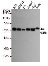 Hsp60 Mouse mAb