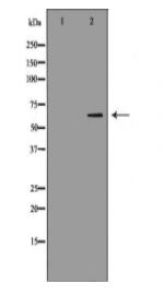 ATIC Antibody