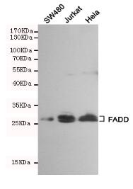 FADD Mouse mAb