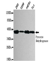 pyruvate dehydrogenase (lipoamide) α 1 Mouse mAb