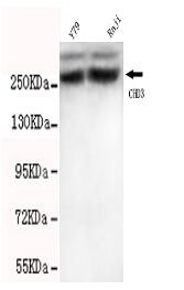 CHD3(C-term) Mouse mAb
