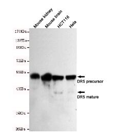 DR5 Mouse mAb