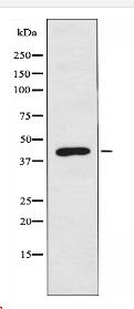 AL2S7 Antibody