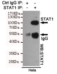 STAT1 Mouse mAb