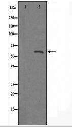 A26B1 Antibody
