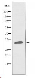 ARG1 Antibody