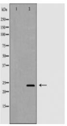 EDN1 Antibody