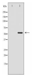 CDK8 Antibody