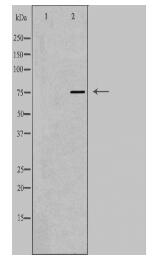 AKAP8 Antibody