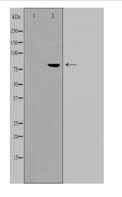 ALS2CR8 Antibody
