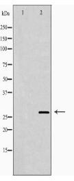 CD151 Antibody