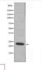 ASF1A Antibody