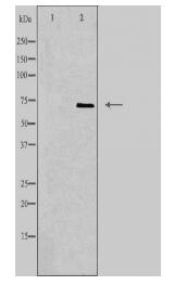 ACHE Antibody