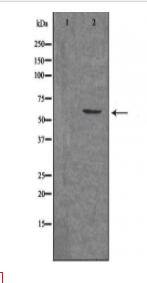 ARX Antibody