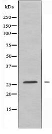 CEBPE Antibody