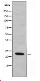 BCL7A Antibody