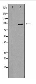 CD133 Antibody