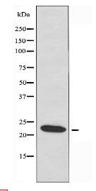 CBLN2 Antibody