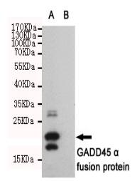 GADD45α Mouse mAb