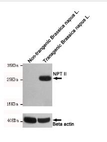NPTII Mouse mAb