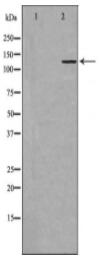 GRM1 Antibody