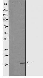 CD247 Antibody