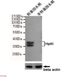 HptII Mouse mAb