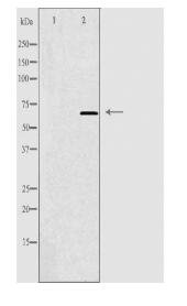 APPBP2 Antibody