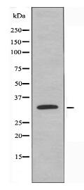 CDK2 Antibody