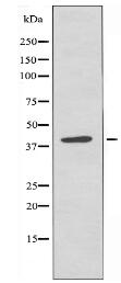 ADK Antibody