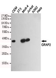 GRAP2 Mouse mAb