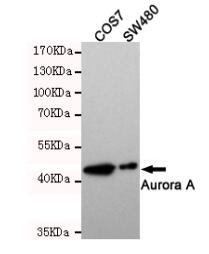 Aurora Kinase A Mouse mAb