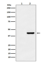 Myc-Tag Mouse Monoclonal Antibody